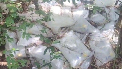 江西一树林发现大量被丢弃药品 官方通报