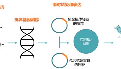 抗体的基础知识（二）