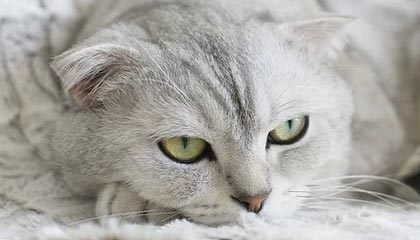 冠捷科技股价持平 咸阳产业链协同效应显现