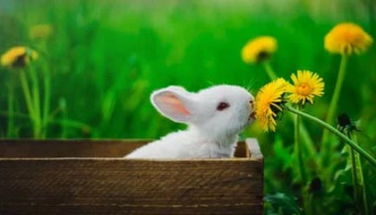 冠捷科技股价持平 咸阳产业链协同效应显现