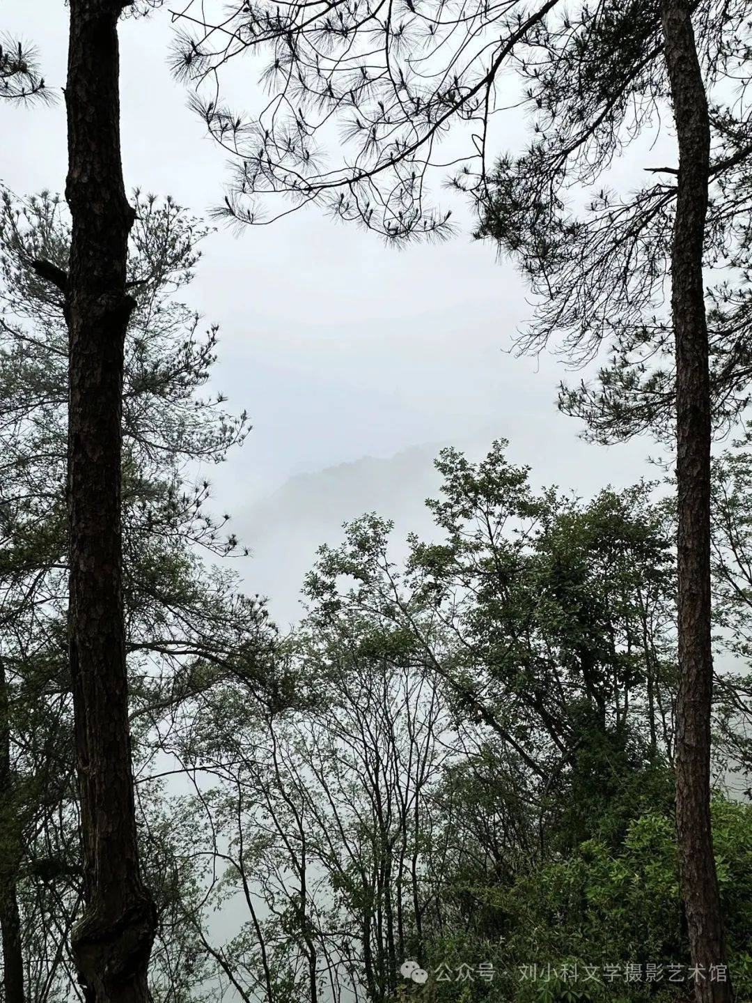蜀道夏生凉（2） | 三溪口的林间清凉梦