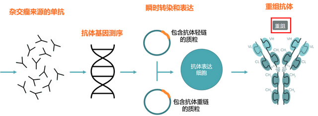 抗体的基础知识（二）
