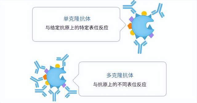 抗体的基础知识（二）